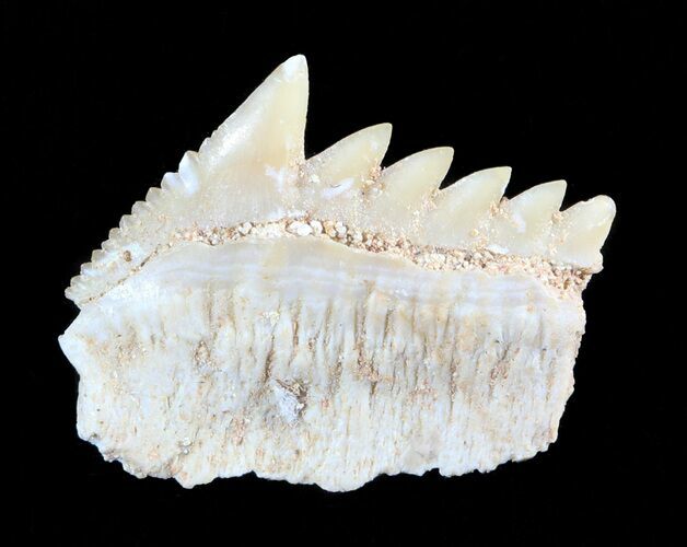 Fossil Cow Shark (Hexanchus) Tooth - Morocco #50529